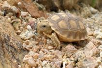 desert_tortoise_090603_36.jpg